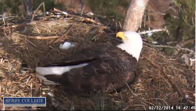 College S Bald Eagle Camera Shows Baby Eaglet Abc10 Com