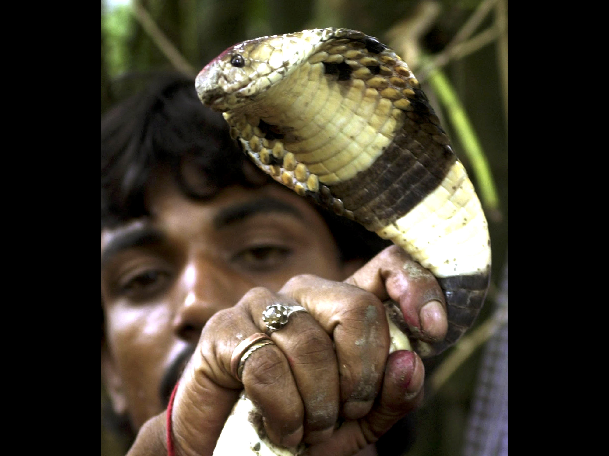 Cobra's severed head bites, kills chef