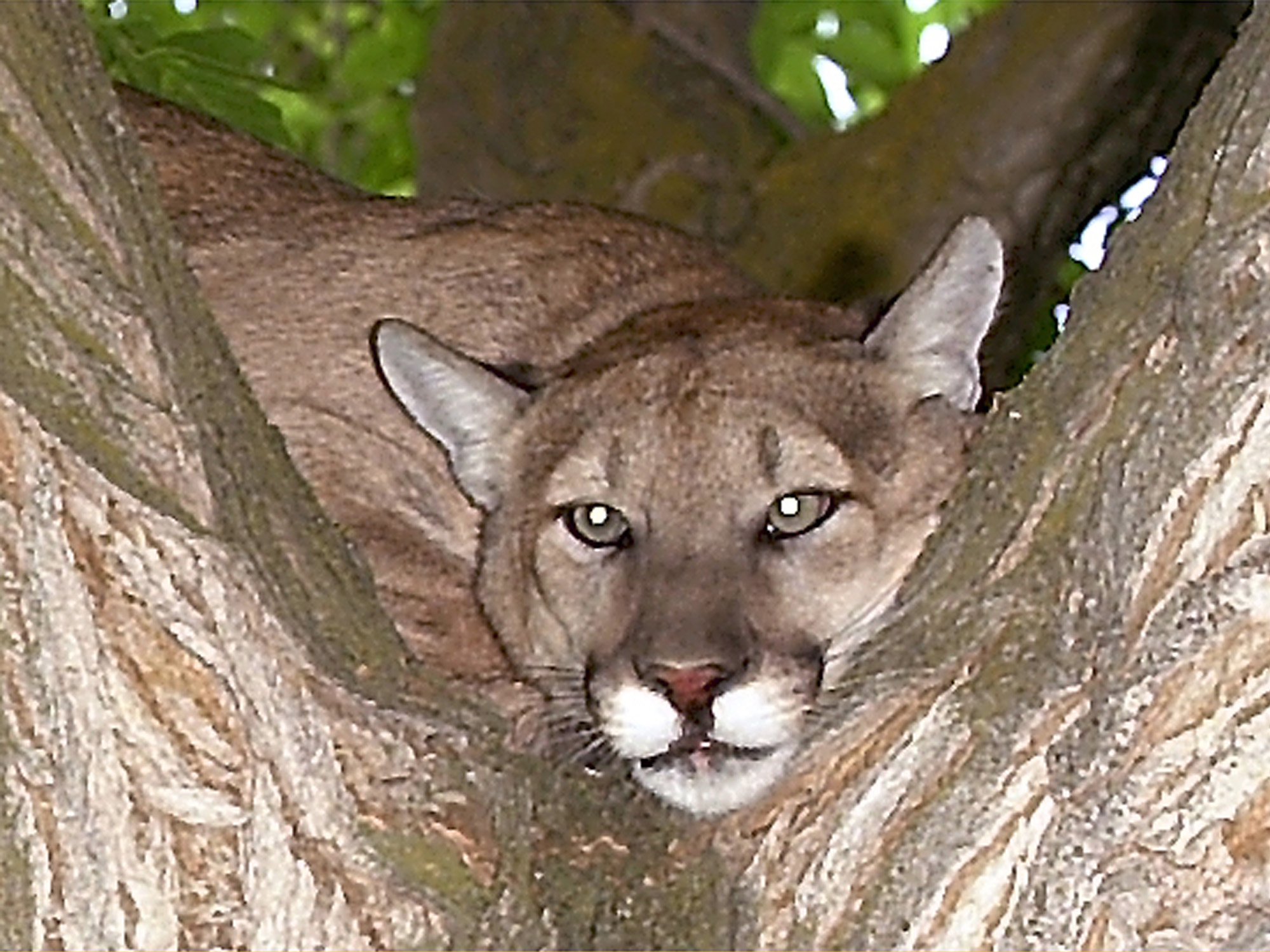 picture of a mountain lion