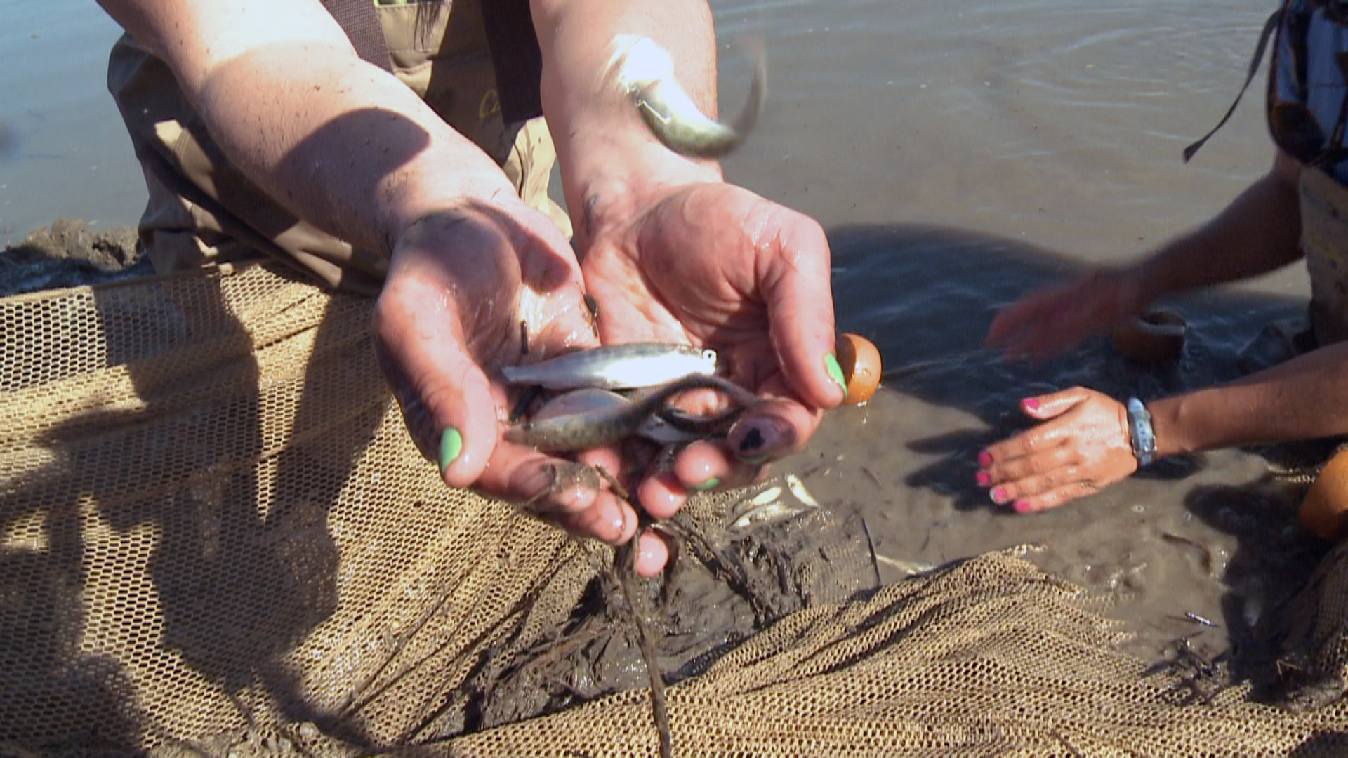 Salmon raised in rice fields head out to sea