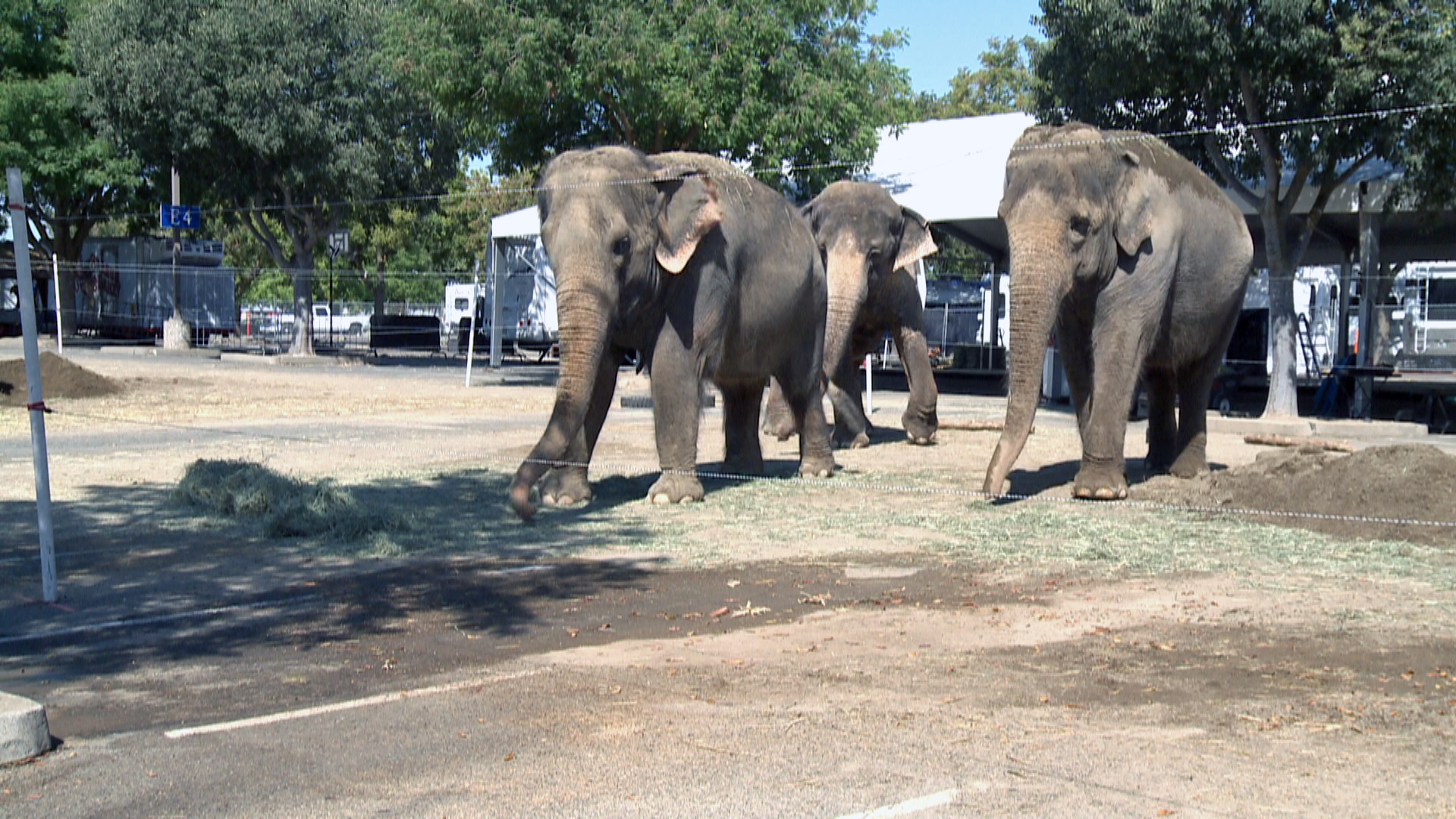 Animal advocates cheer Ringling Bros. decision to stop using elephants | abc10.com