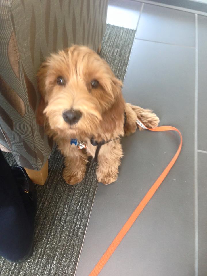 Cancer sniffing puppies join the team at UC Davis Cancer Center