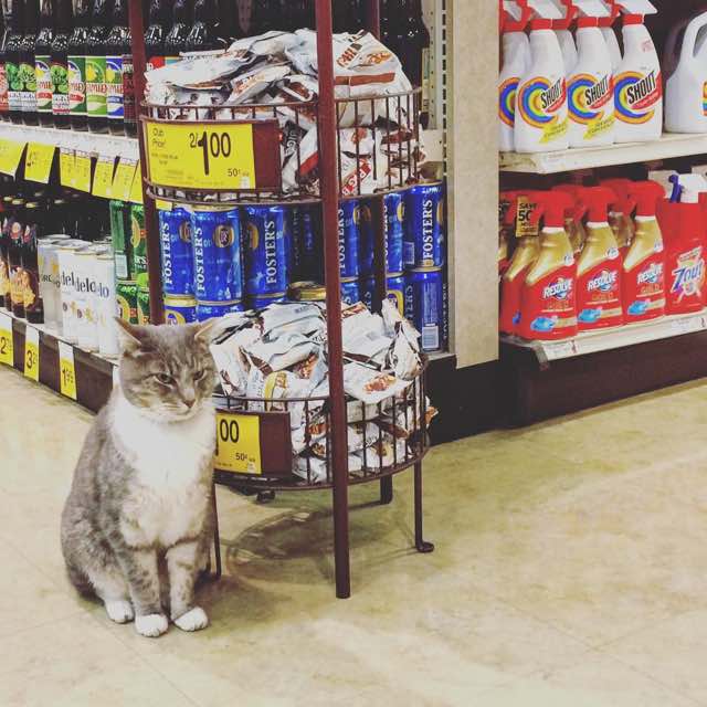 Safeway cat store