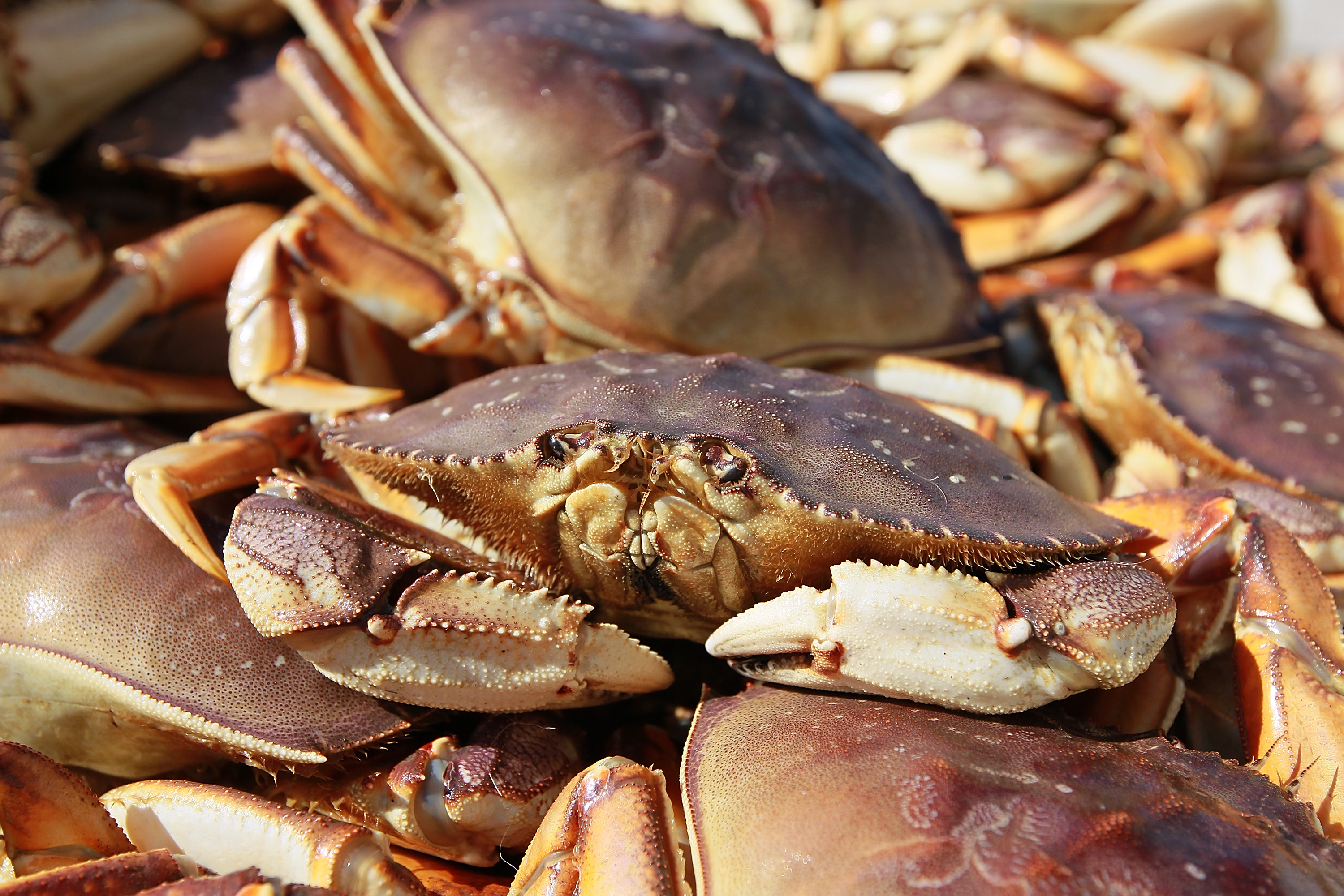 Dungeness crab health warning lifted for more of California