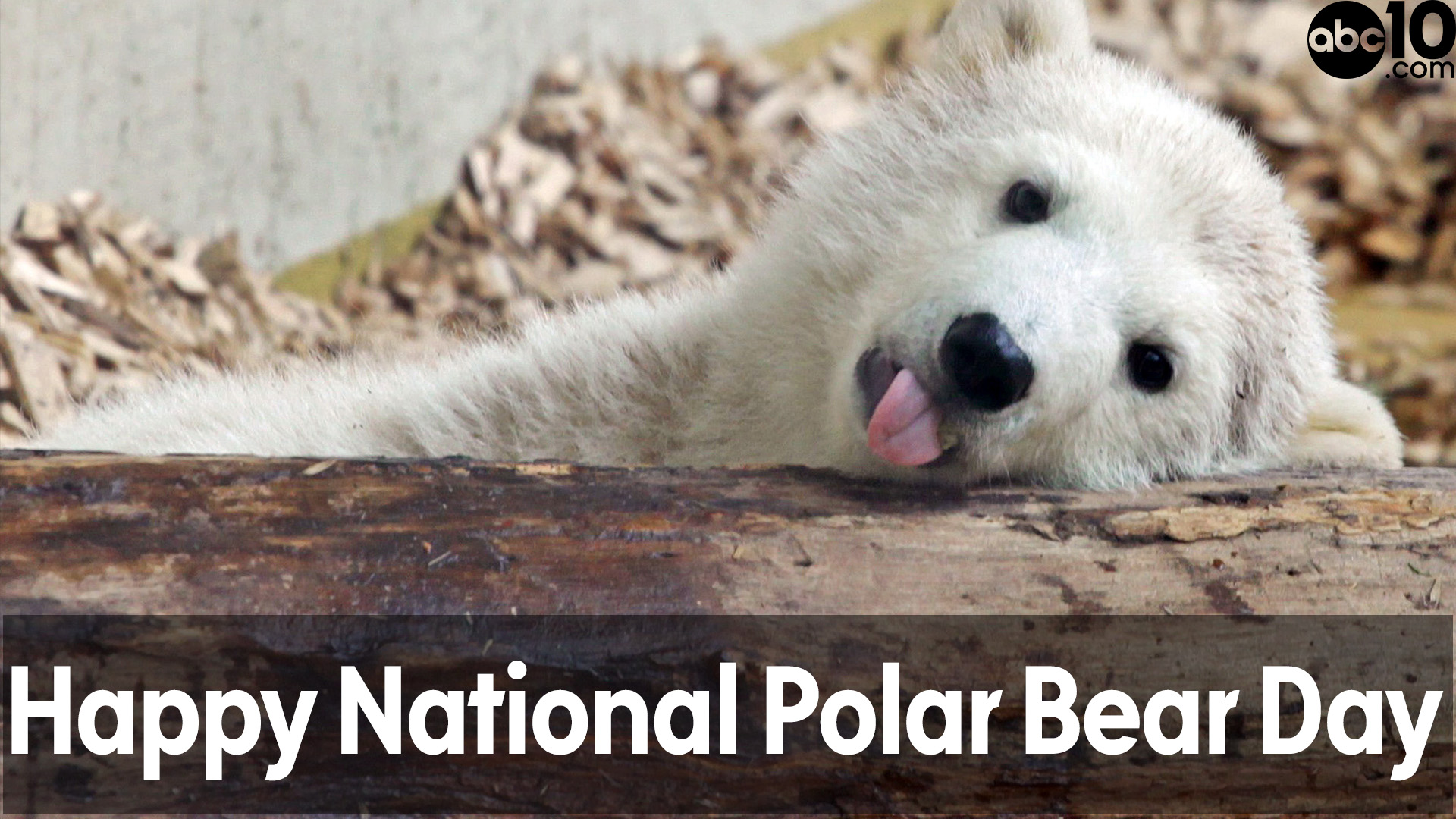 Happy National Polar Bear Day