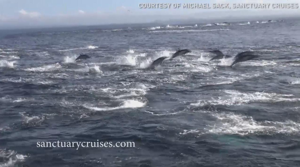 Watch: Dolphins swim away from hungry killer whales off California