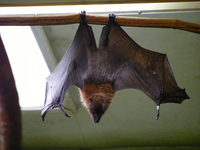 Los Angeles Public Health Officials Warn of Possible Rabies Exposure After Adults and Children Touch Bat at Cafe
