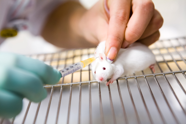 Why do we experiment on rats and mice for human research? 