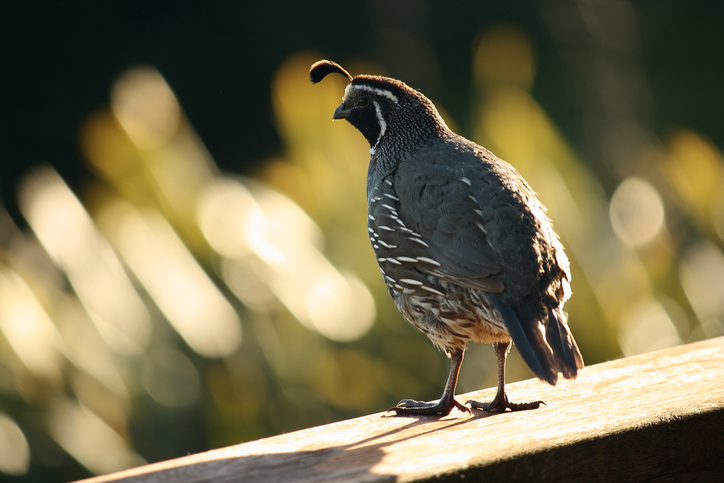 What S The California State Bird