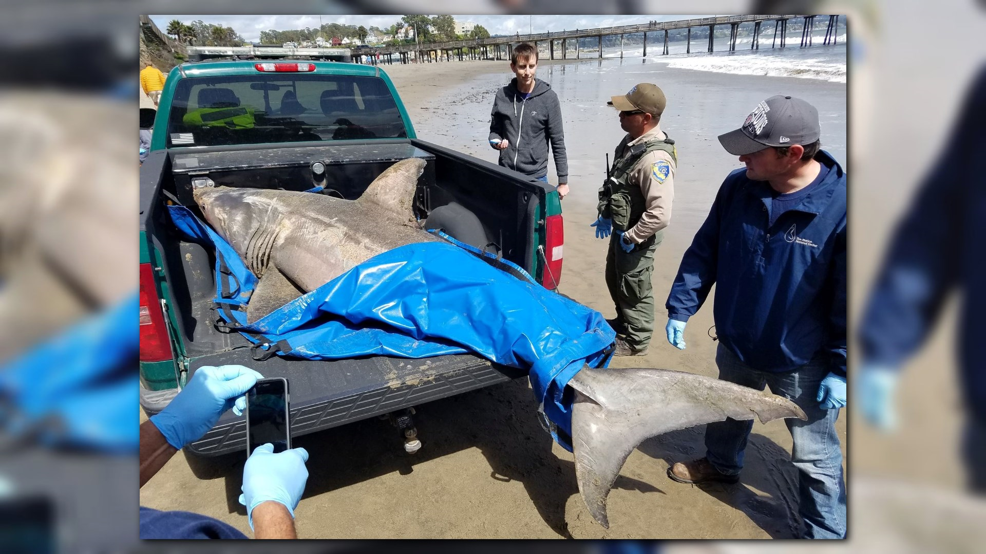 Washed up Great White Shark died of organ failure abc10