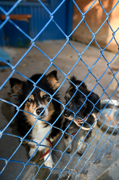 Warsaw store animal shelter