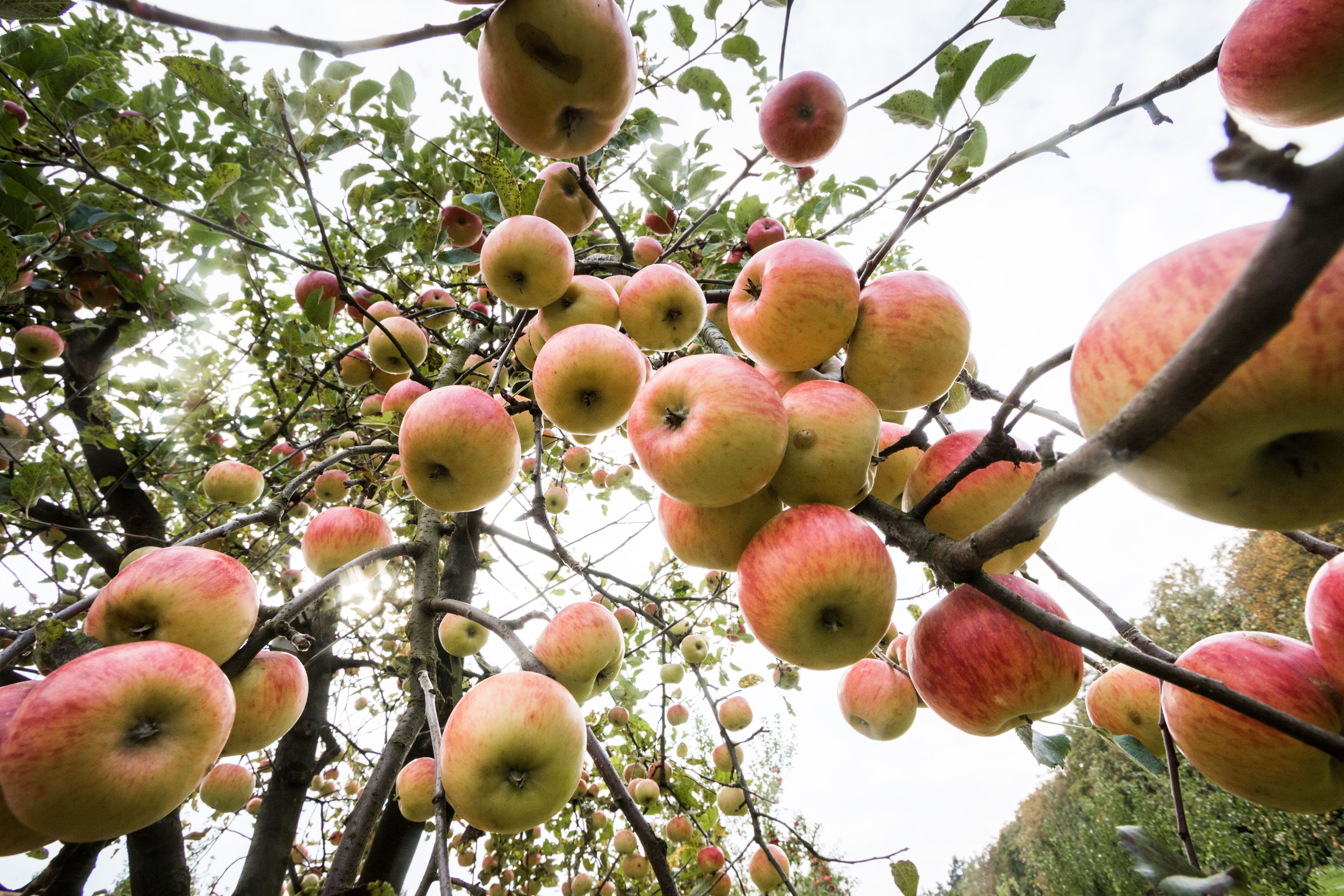 Apple Hill Growers Association - Open Year Round