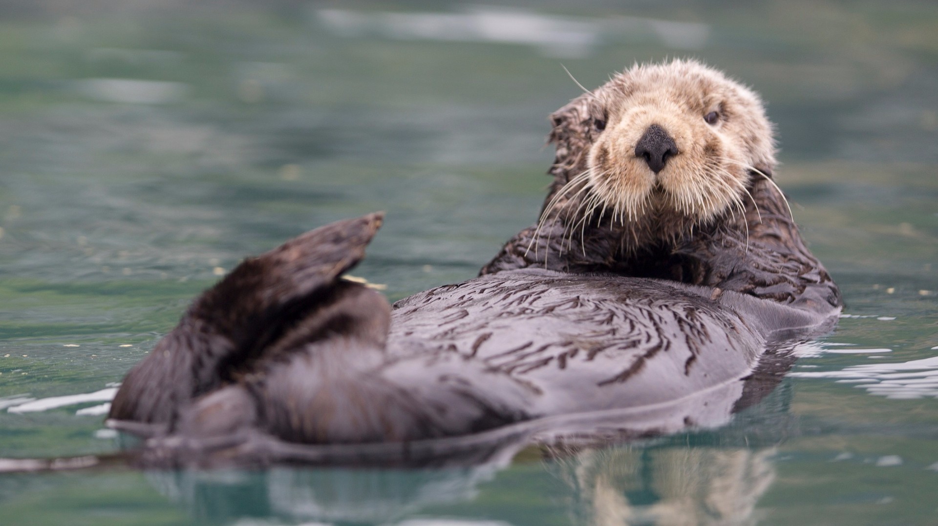Reward in killing of sea otters near Santa Cruz | abc10.com
