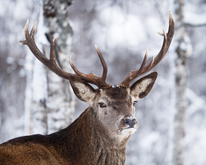 Lightning strike kills more than 300 reindeer in Norway 