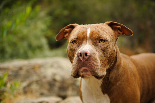 ‘No Pit Bulls' sign at dog park upsets Kansas town | khou.com