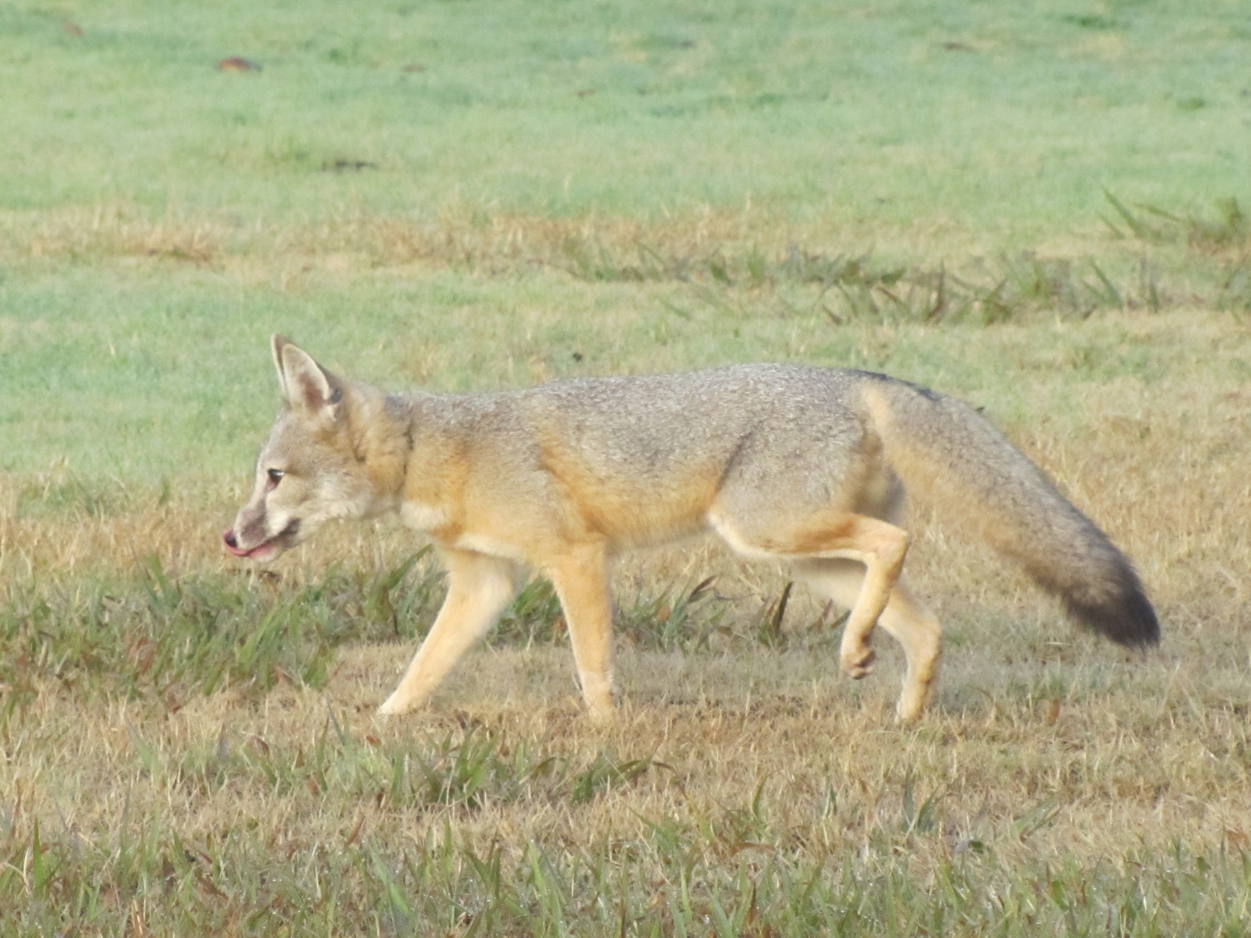 Are Kit Foxes Endangered